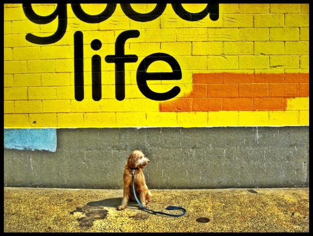 goodlife-640x483
