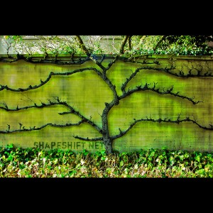 branching out