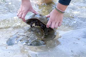 How did Olivia discover her passion for studying horse shoe crabs?[Image: cbgrfx123]